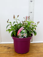 Tricyrtis 'Pink Freckles' (2ltr)