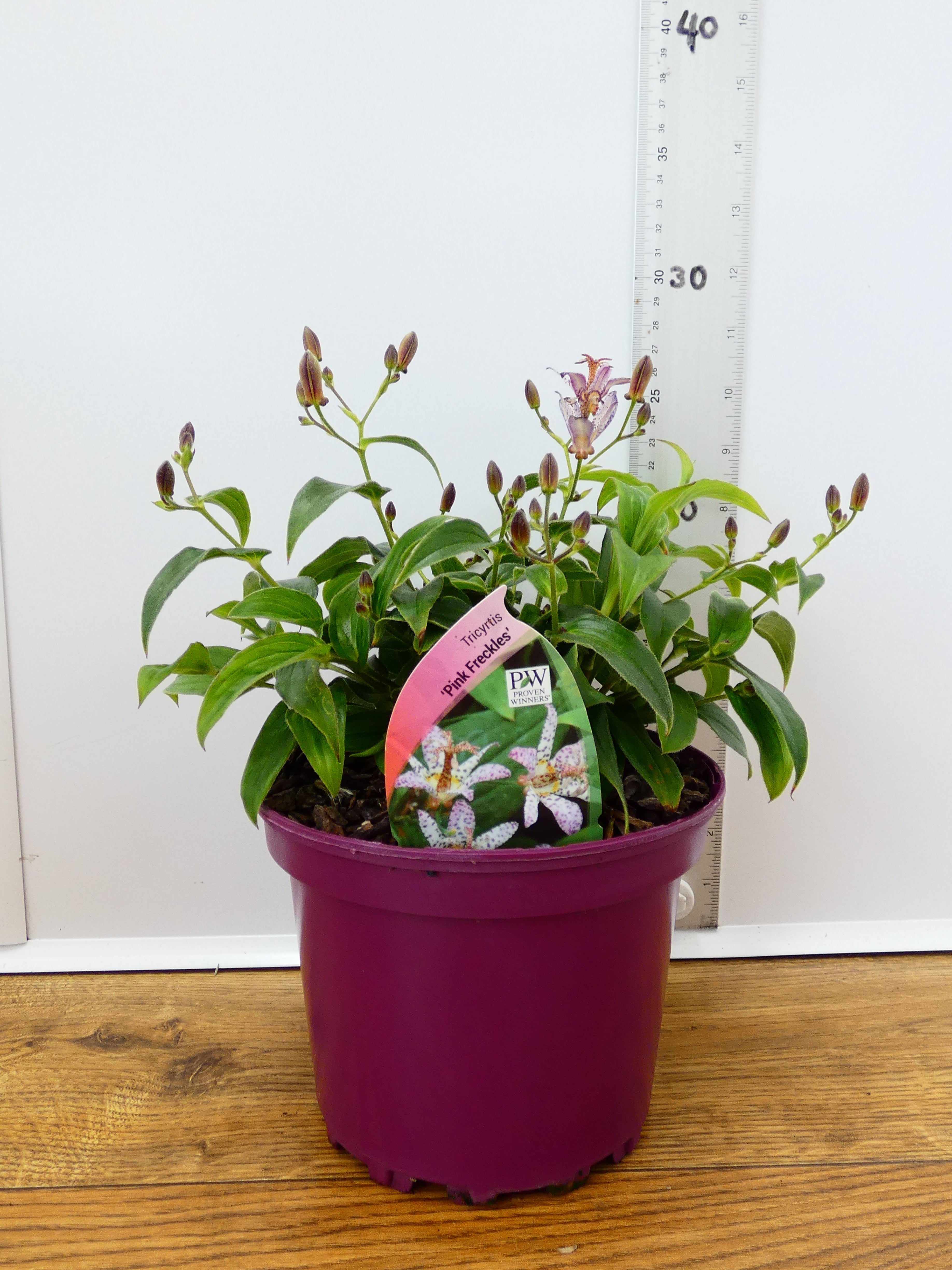 Tricyrtis 'Pink Freckles' (2ltr)