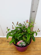 Tricyrtis 'Pink Freckles' (2ltr)