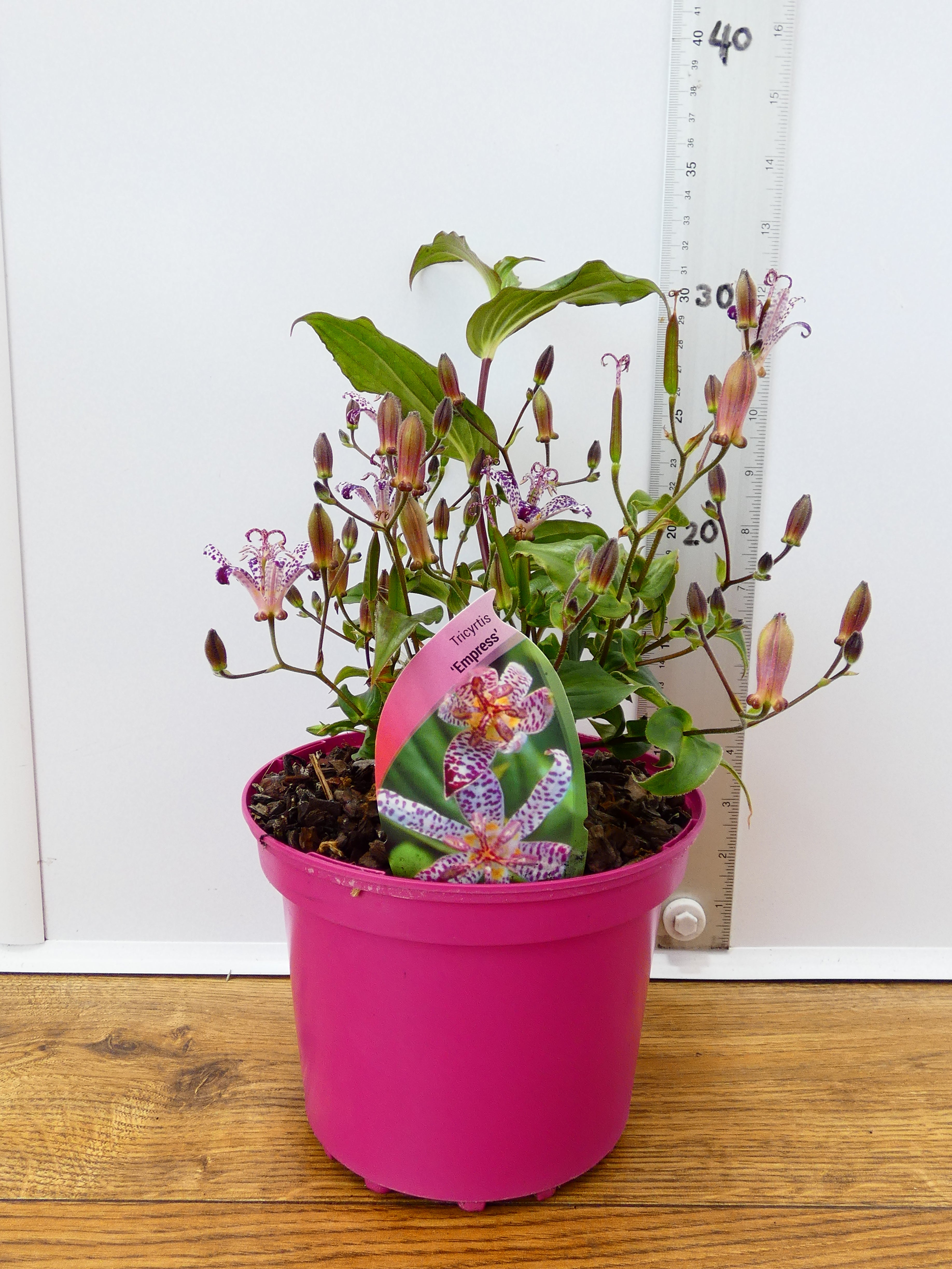 Tricyrtis 'Empress' (2ltr)