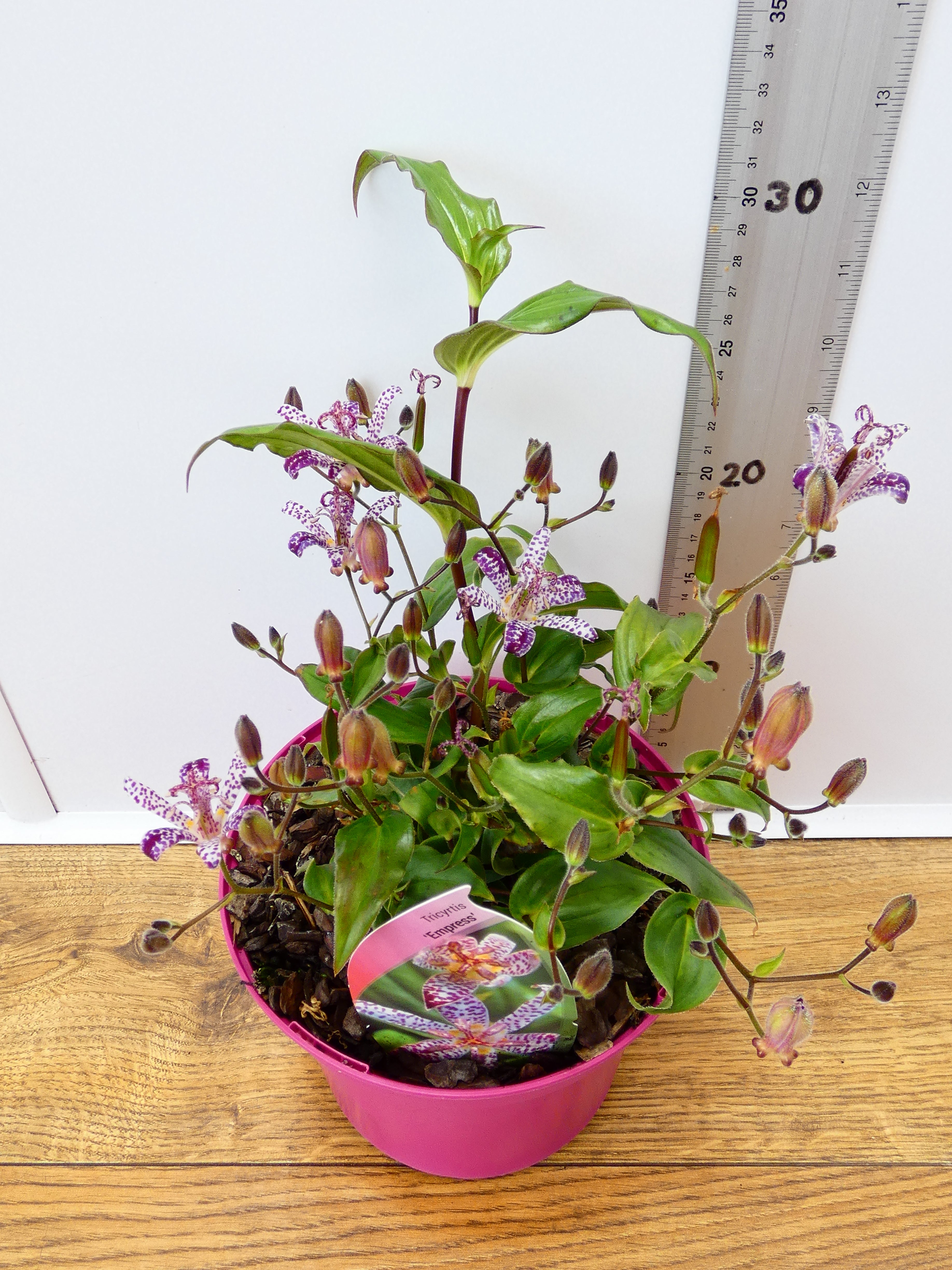 Tricyrtis 'Empress' (2ltr)