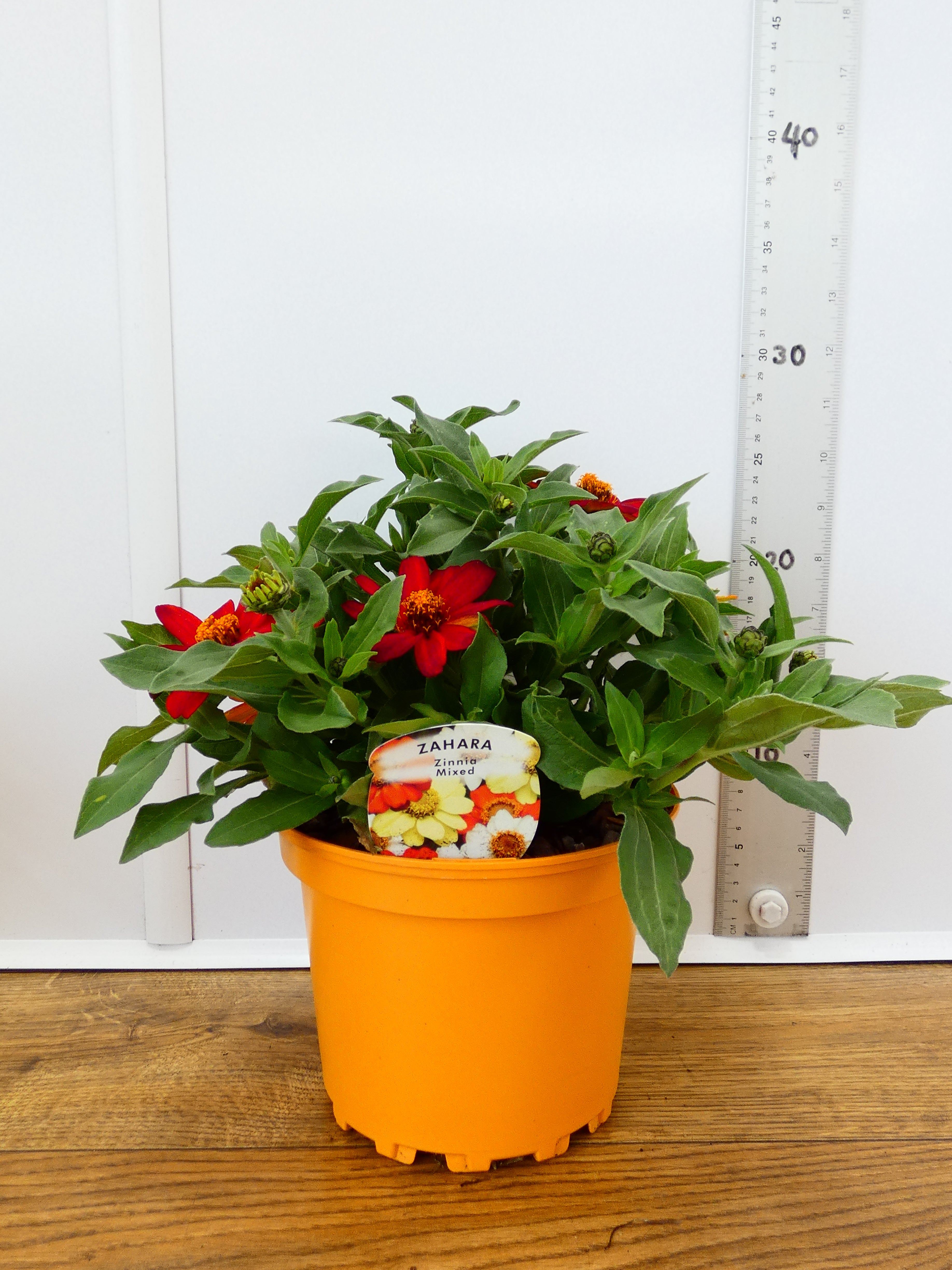 Zinnia Mixed - Different colours available! (2ltr)