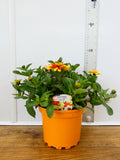 Zinnia Mixed - Different colours available! (2ltr)