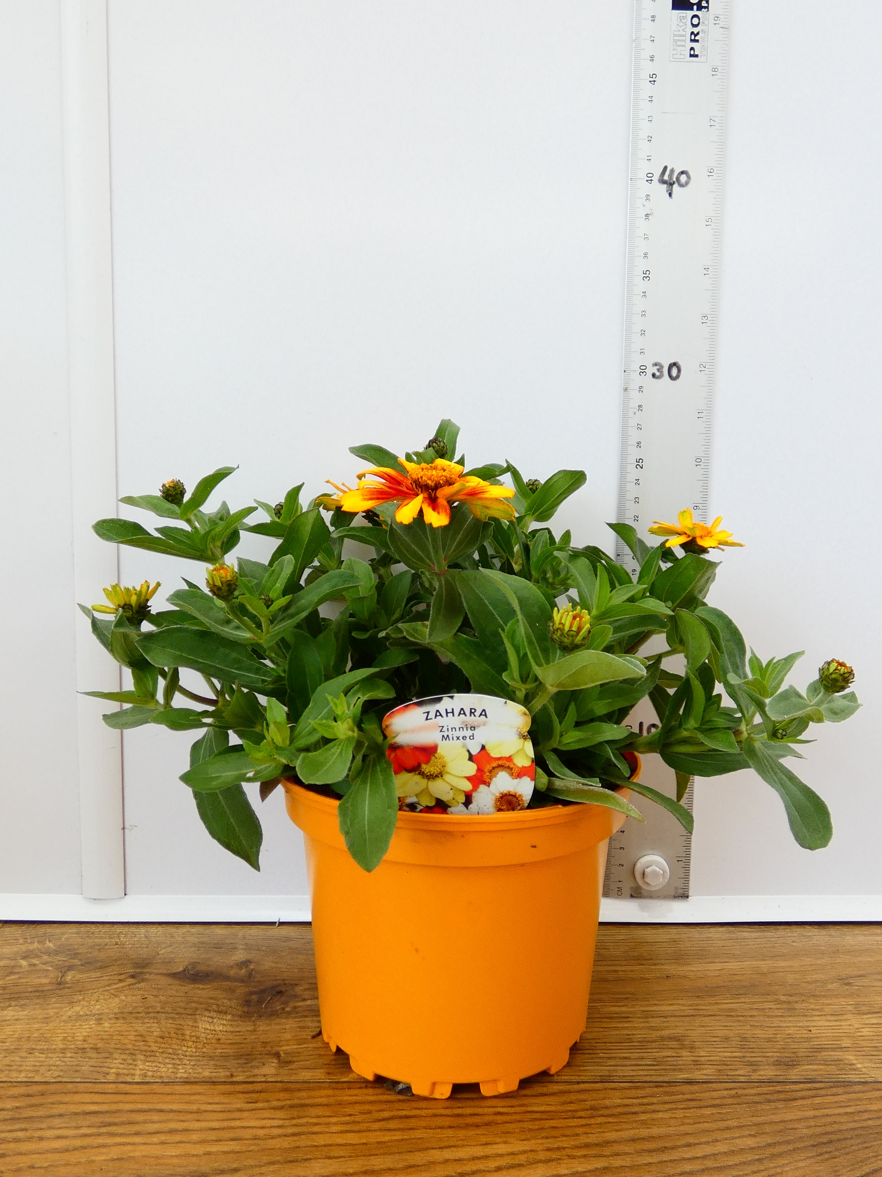 Zinnia Mixed - Different colours available! (2ltr)