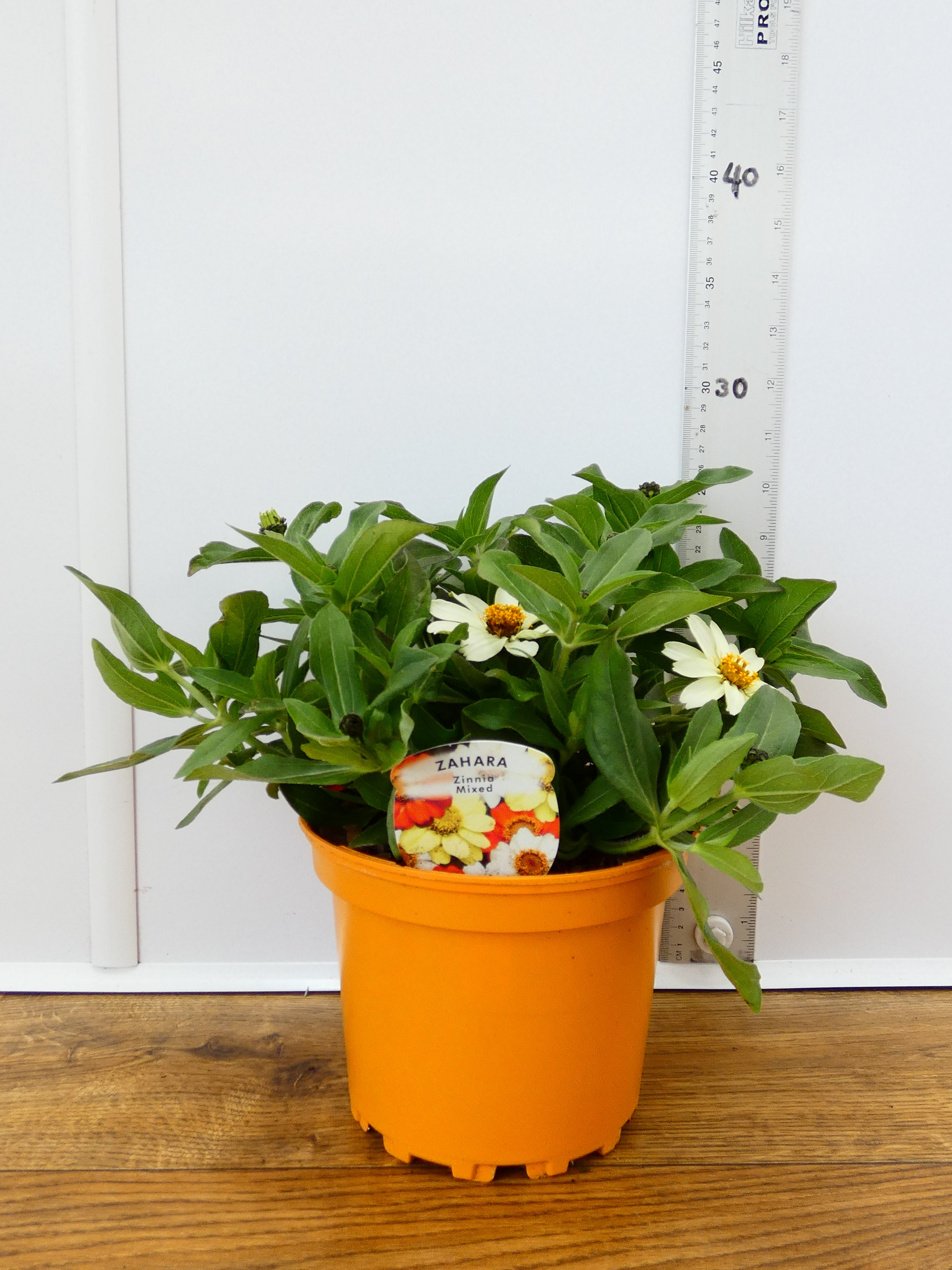 Zinnia Mixed - Different colours available! (2ltr)