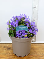 Campanula 'Sago' (2ltr)