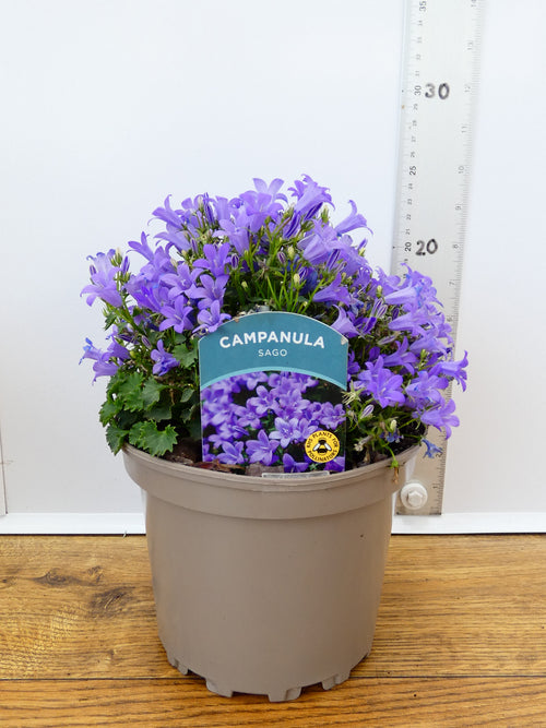 Campanula 'Sago' (2ltr)