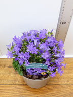 Campanula 'Sago' (2ltr)