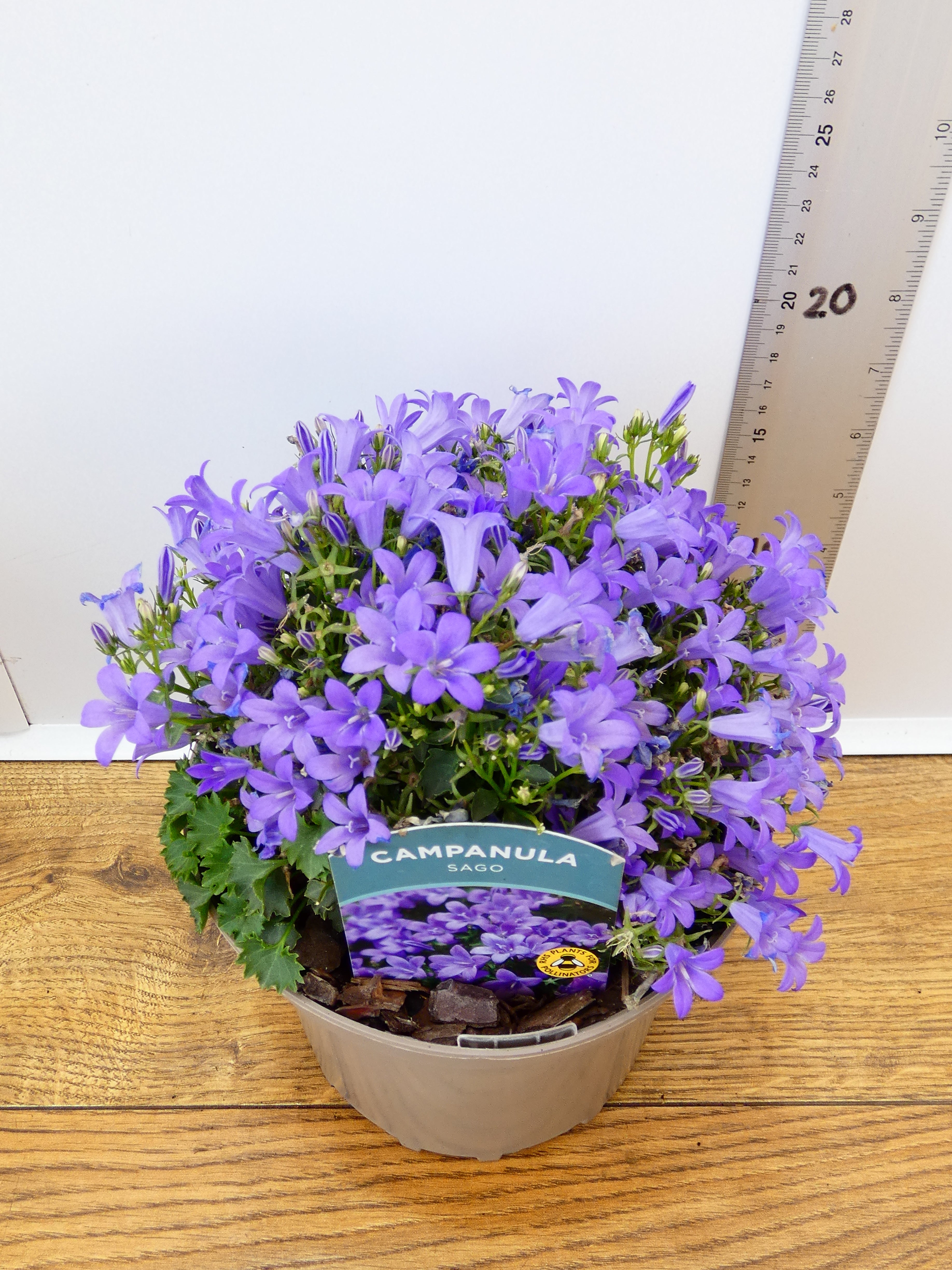 Campanula 'Sago' (2ltr)