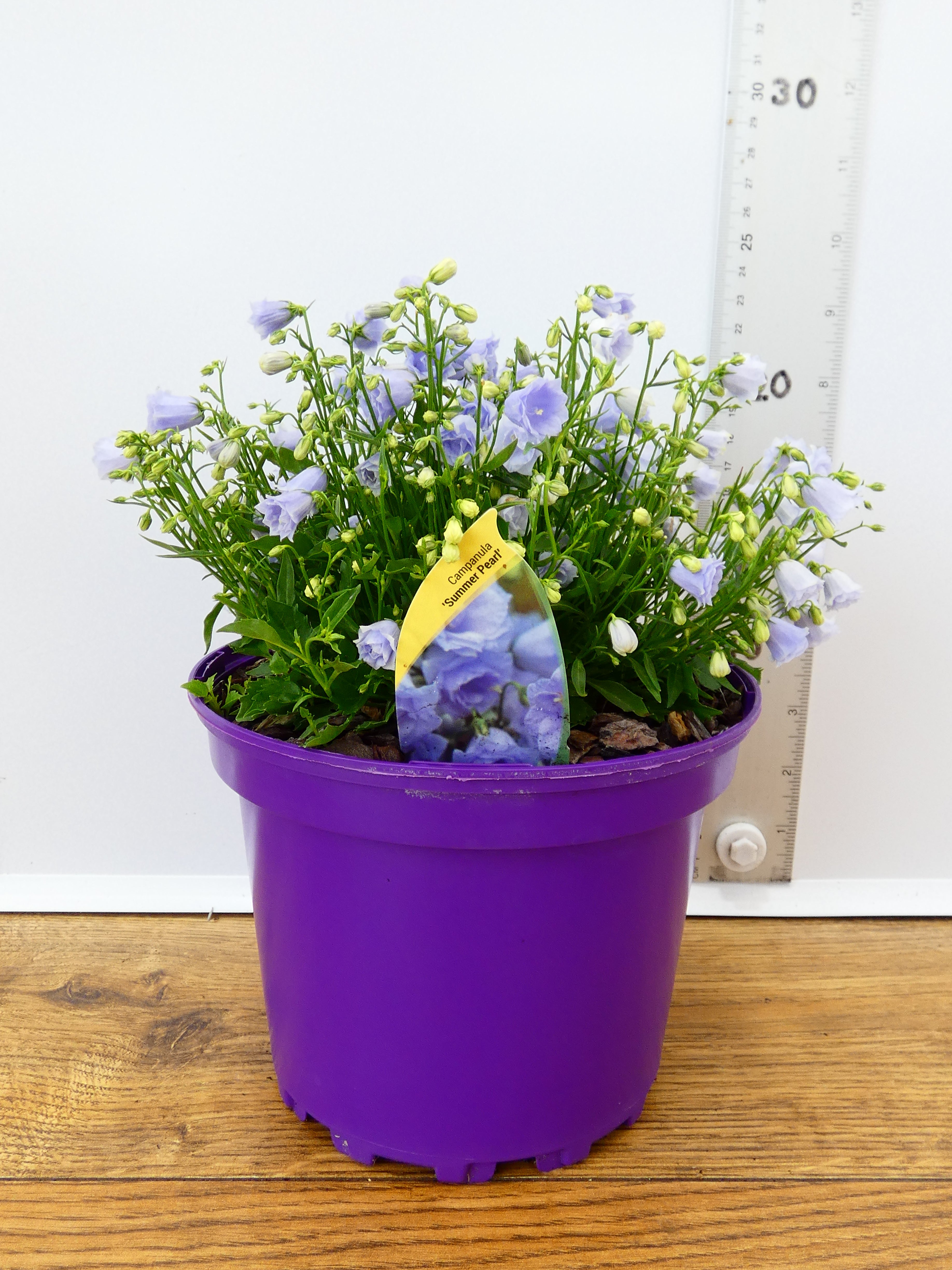 Campanula 'Summer Pearl' (2ltr)