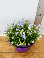 Campanula 'Summer Pearl' (2ltr)
