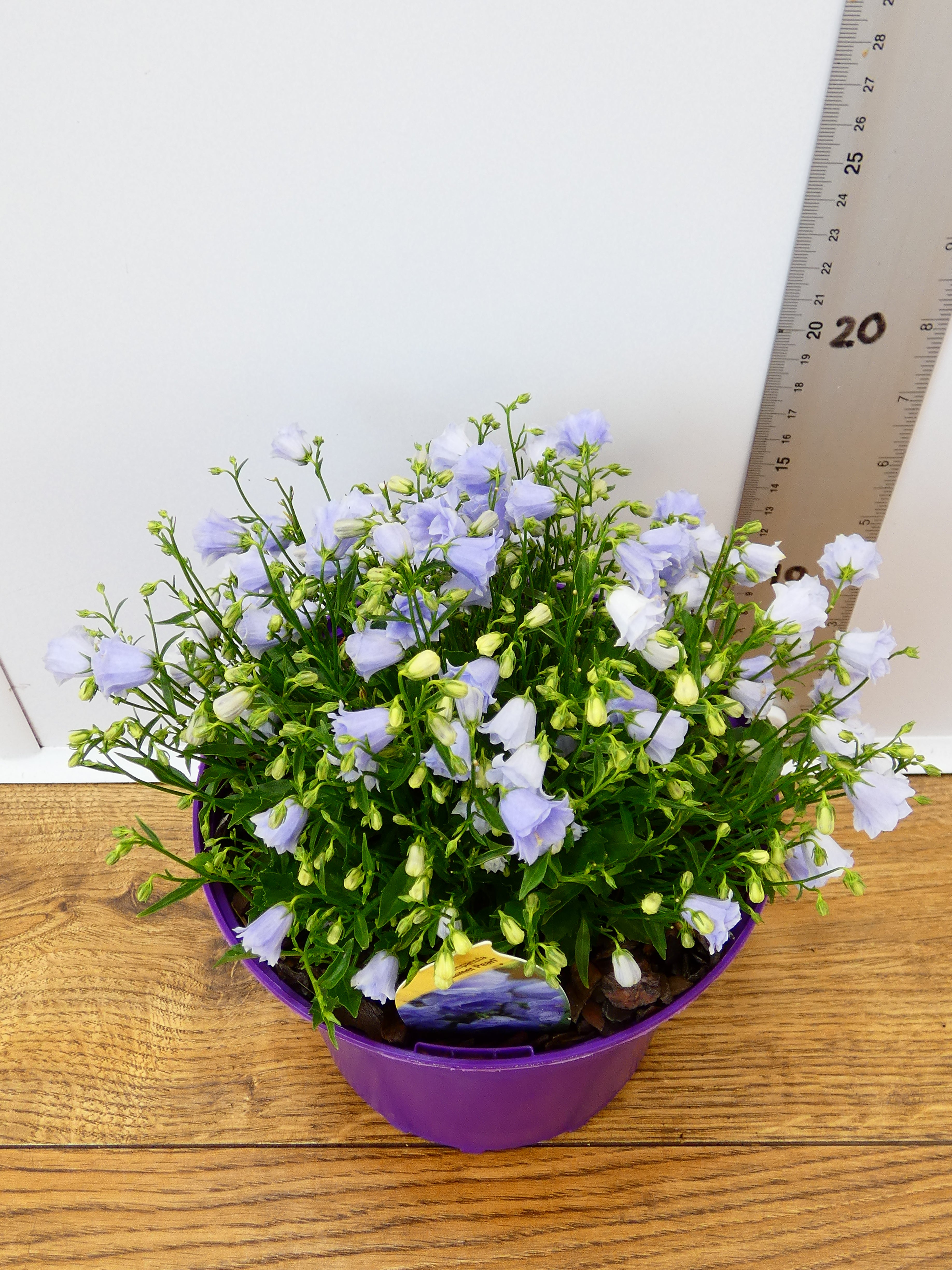 Campanula 'Summer Pearl' (2ltr)