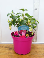 Fuchsia Hardy 'Garden News' (2ltr)