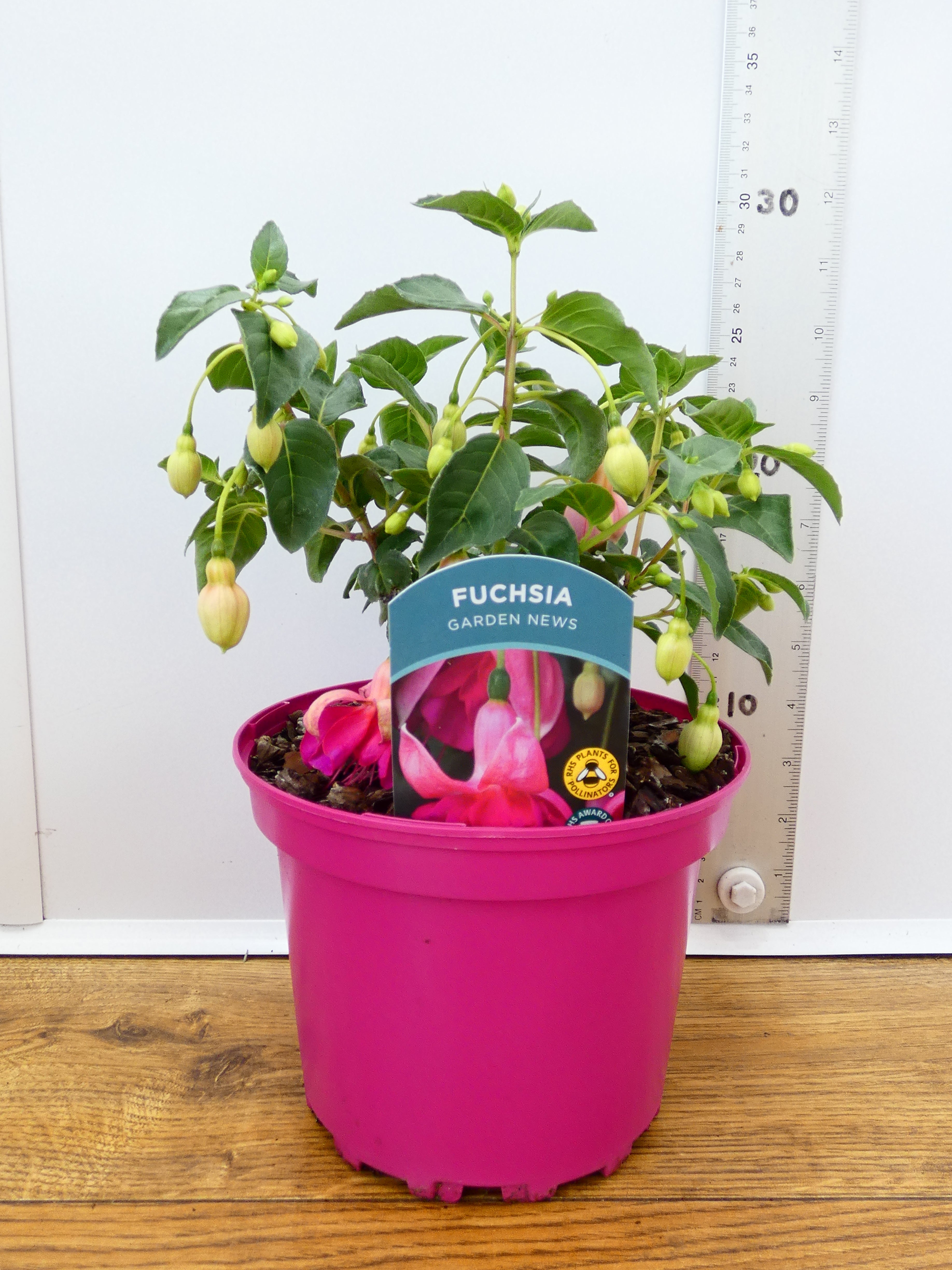 Fuchsia Hardy 'Garden News' (2ltr)