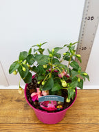 Fuchsia Hardy 'Garden News' (2ltr)