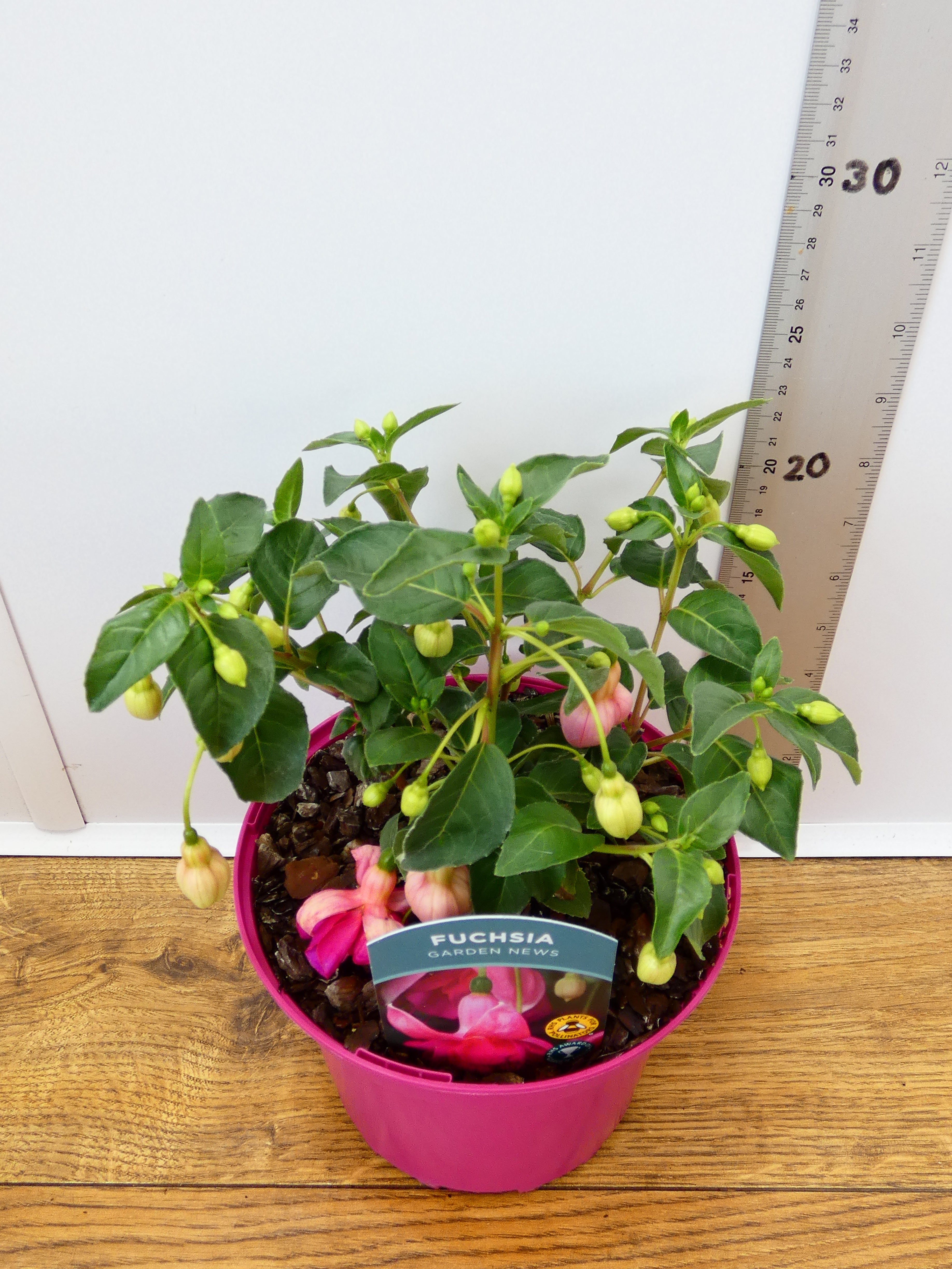 Fuchsia Hardy 'Garden News' (2ltr)