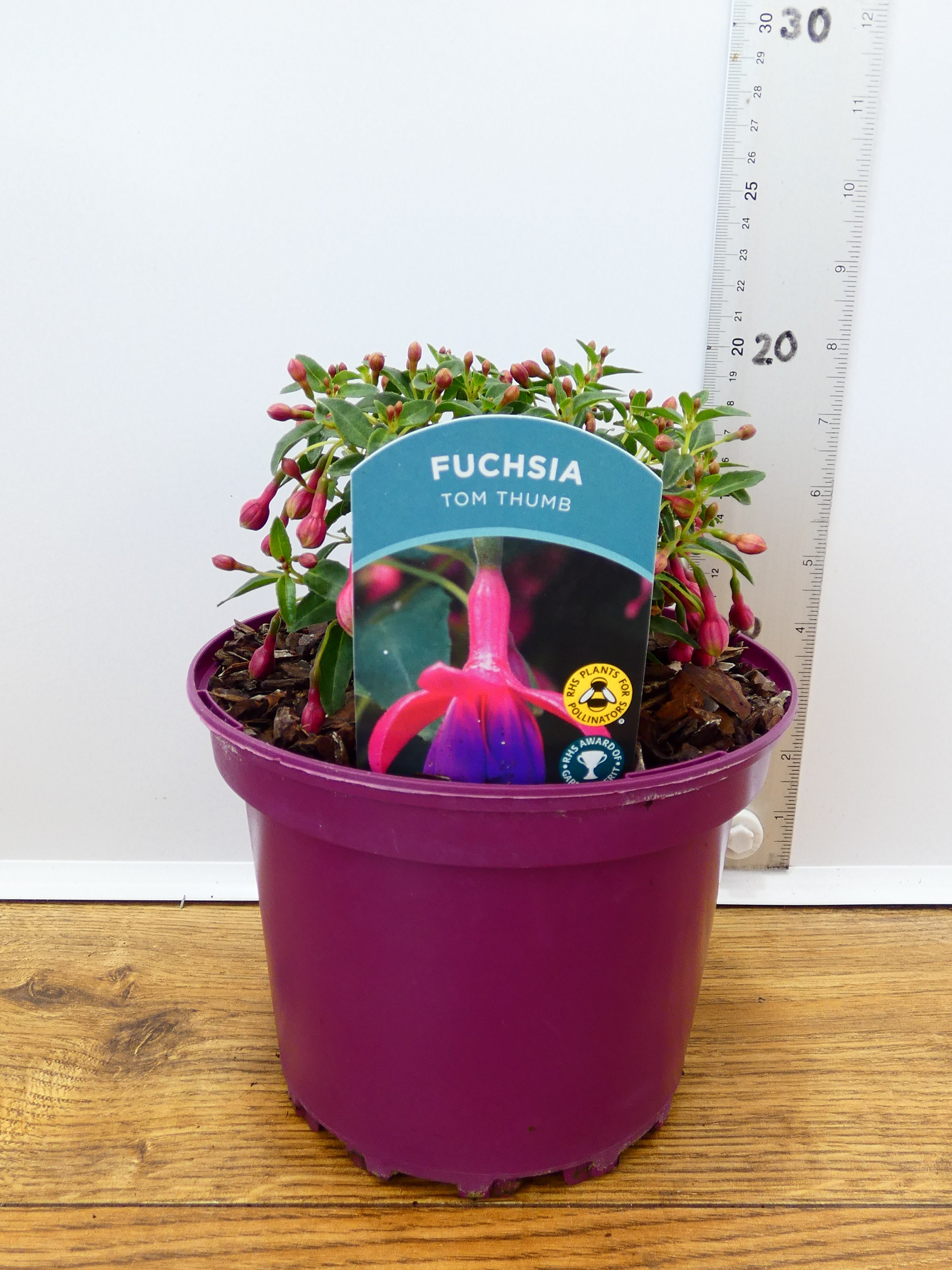 Fuchsia Hardy 'Tom Thumb' (2ltr)
