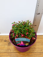 Fuchsia Hardy 'Tom Thumb' (2ltr)