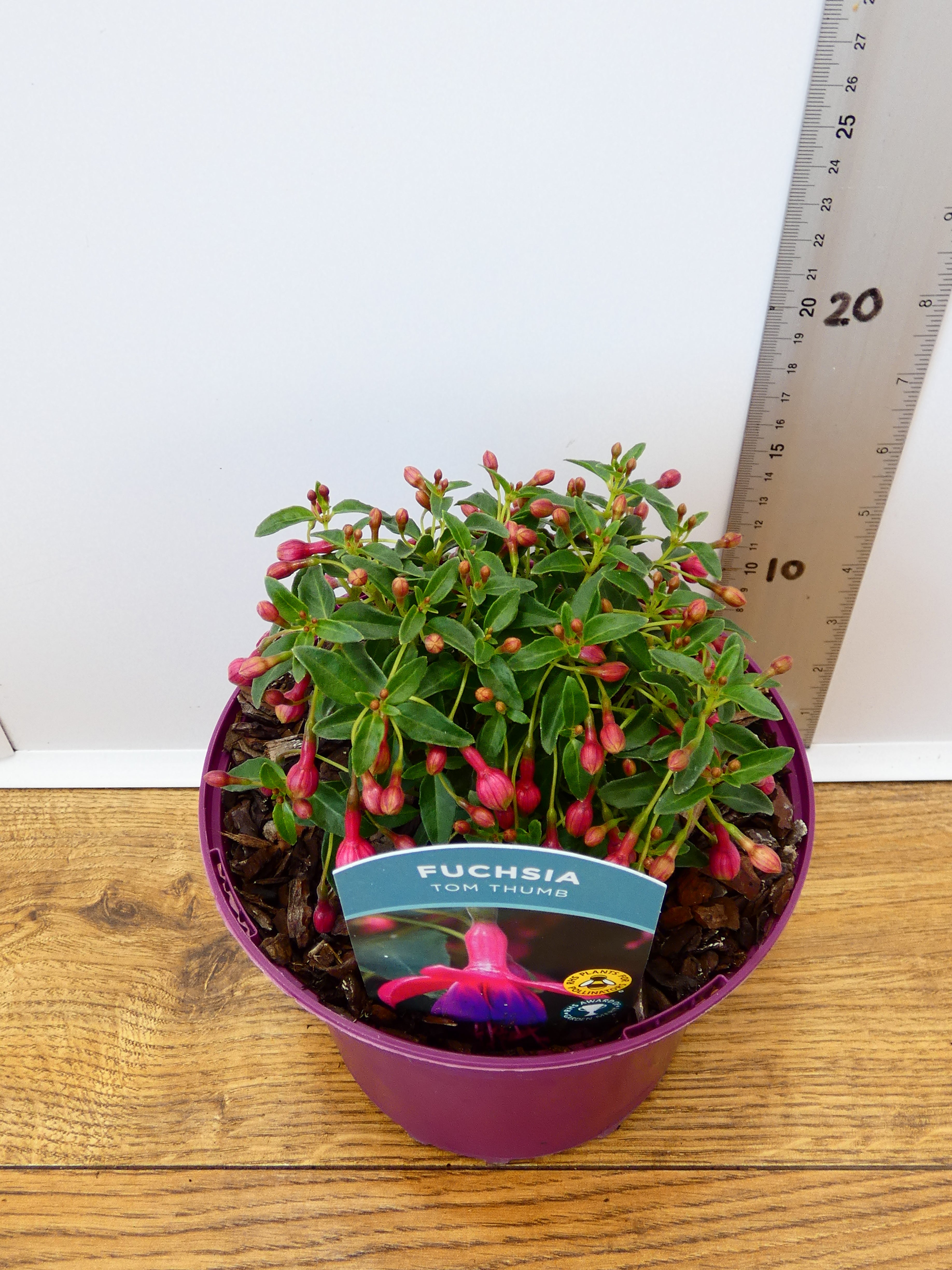 Fuchsia Hardy 'Tom Thumb' (2ltr)