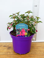 Fuchsia Hardy 'Dollar Princess' (2ltr)