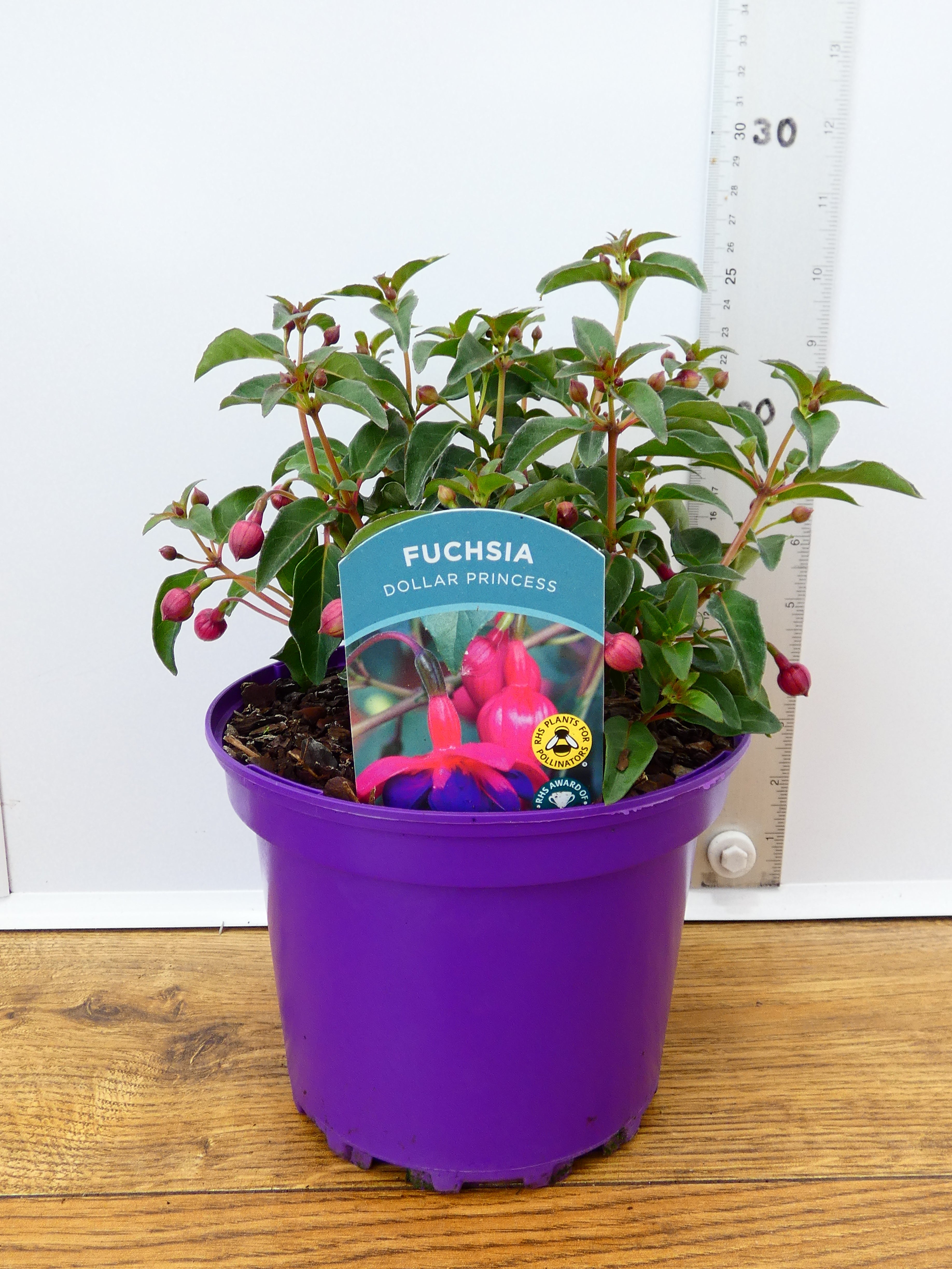 Fuchsia Hardy 'Dollar Princess' (2ltr)