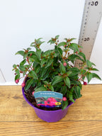 Fuchsia Hardy 'Dollar Princess' (2ltr)