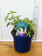 Fuchsia Hardy 'Delta Sarah' (2ltr)