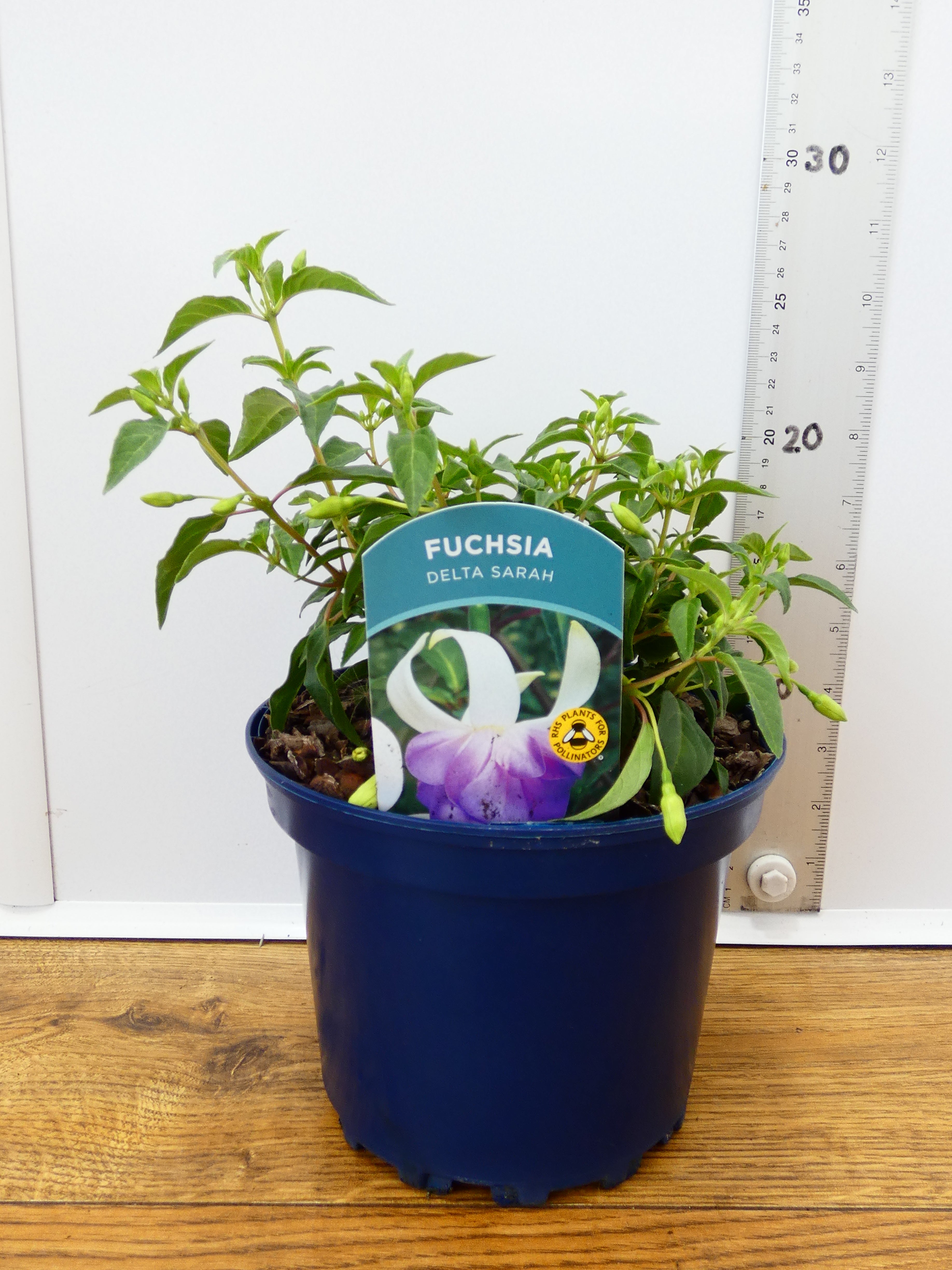 Fuchsia Hardy 'Delta Sarah' (2ltr)