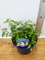 Fuchsia Hardy 'Delta Sarah' (2ltr)