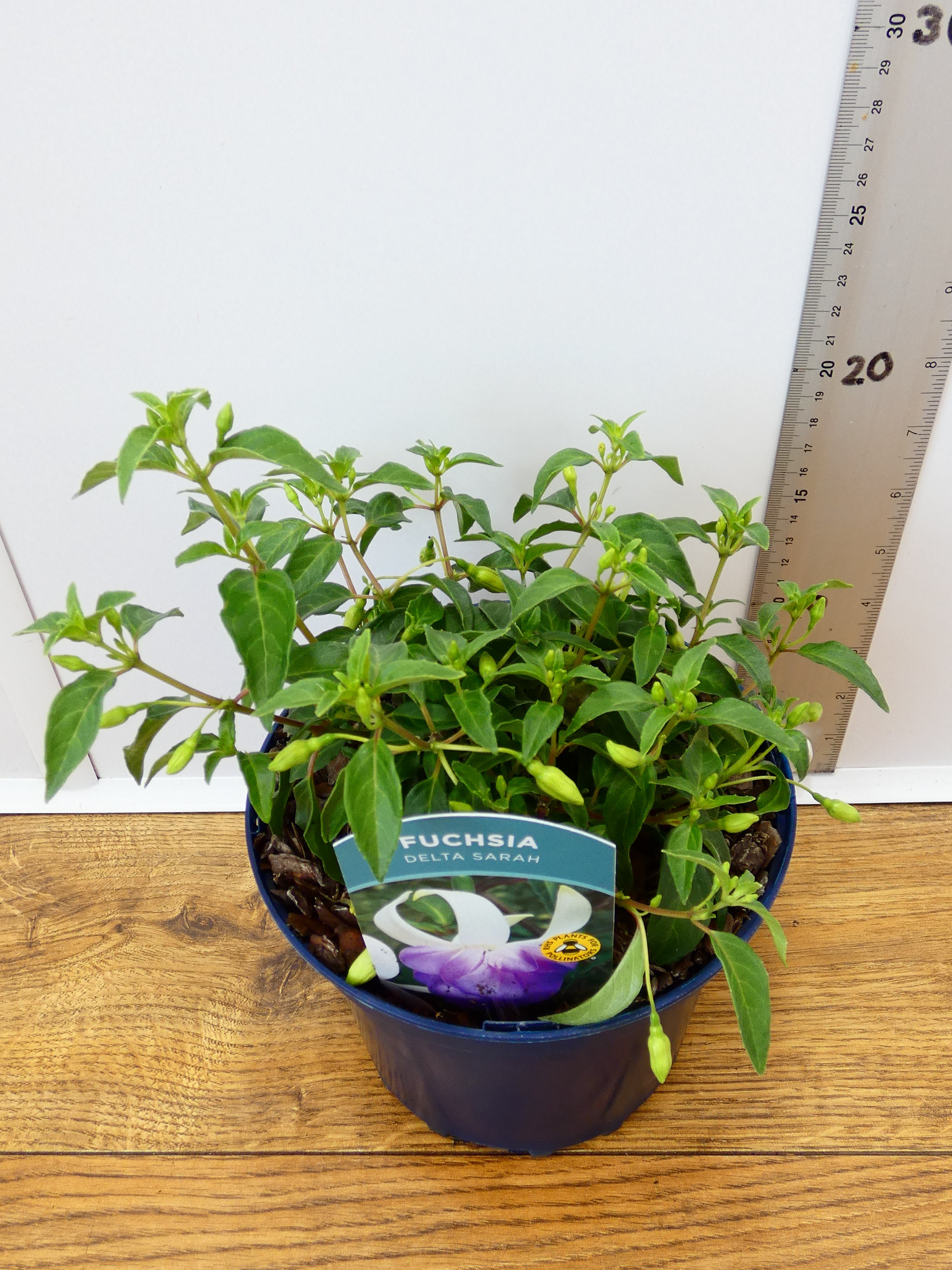 Fuchsia Hardy 'Delta Sarah' (2ltr)