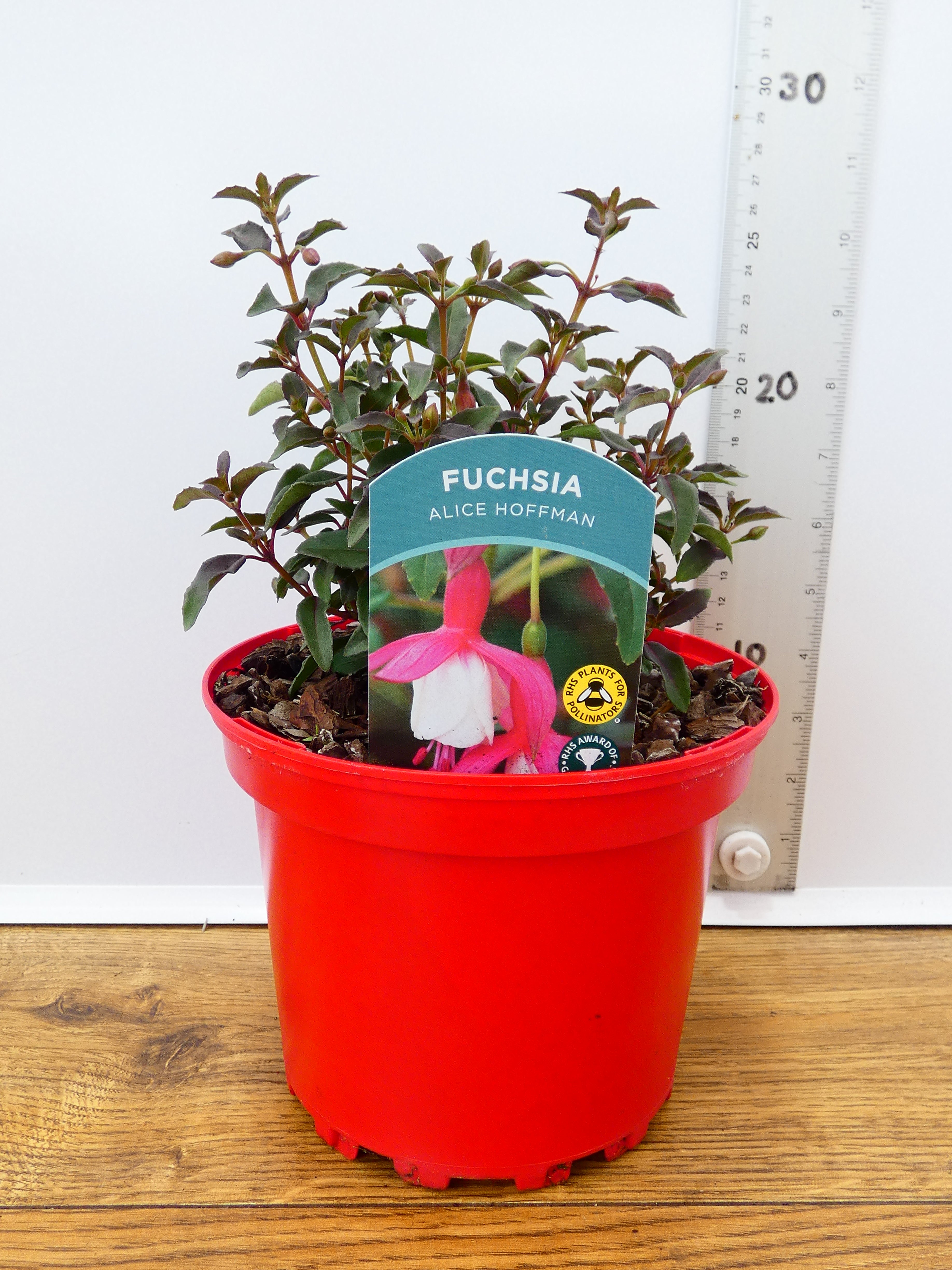 Fuchsia Hardy 'Alice Hoffman' (2ltr)