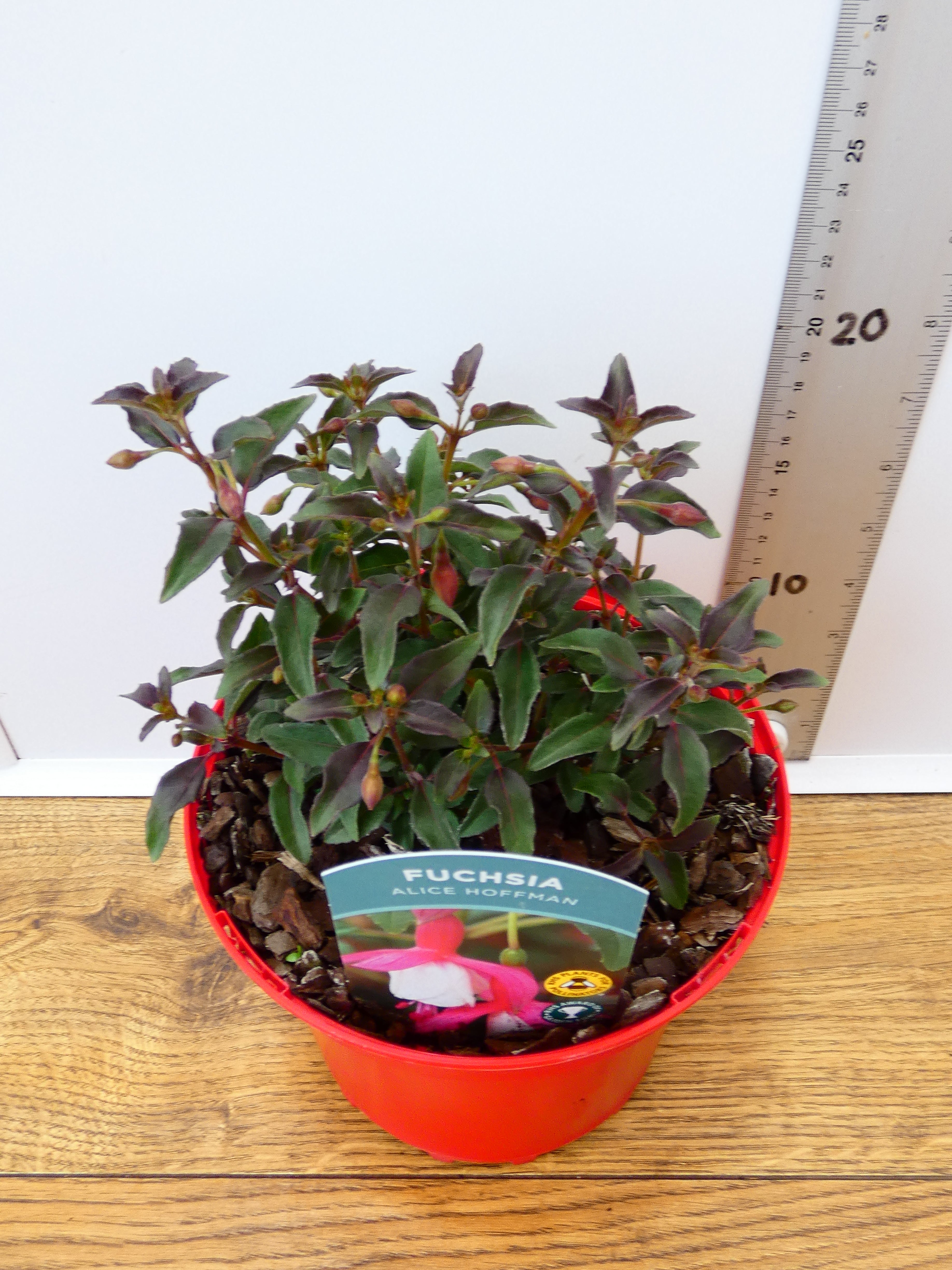 Fuchsia Hardy 'Alice Hoffman' (2ltr)
