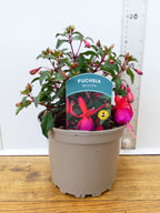 Fuchsia Hardy 'Beacon' (2ltr)