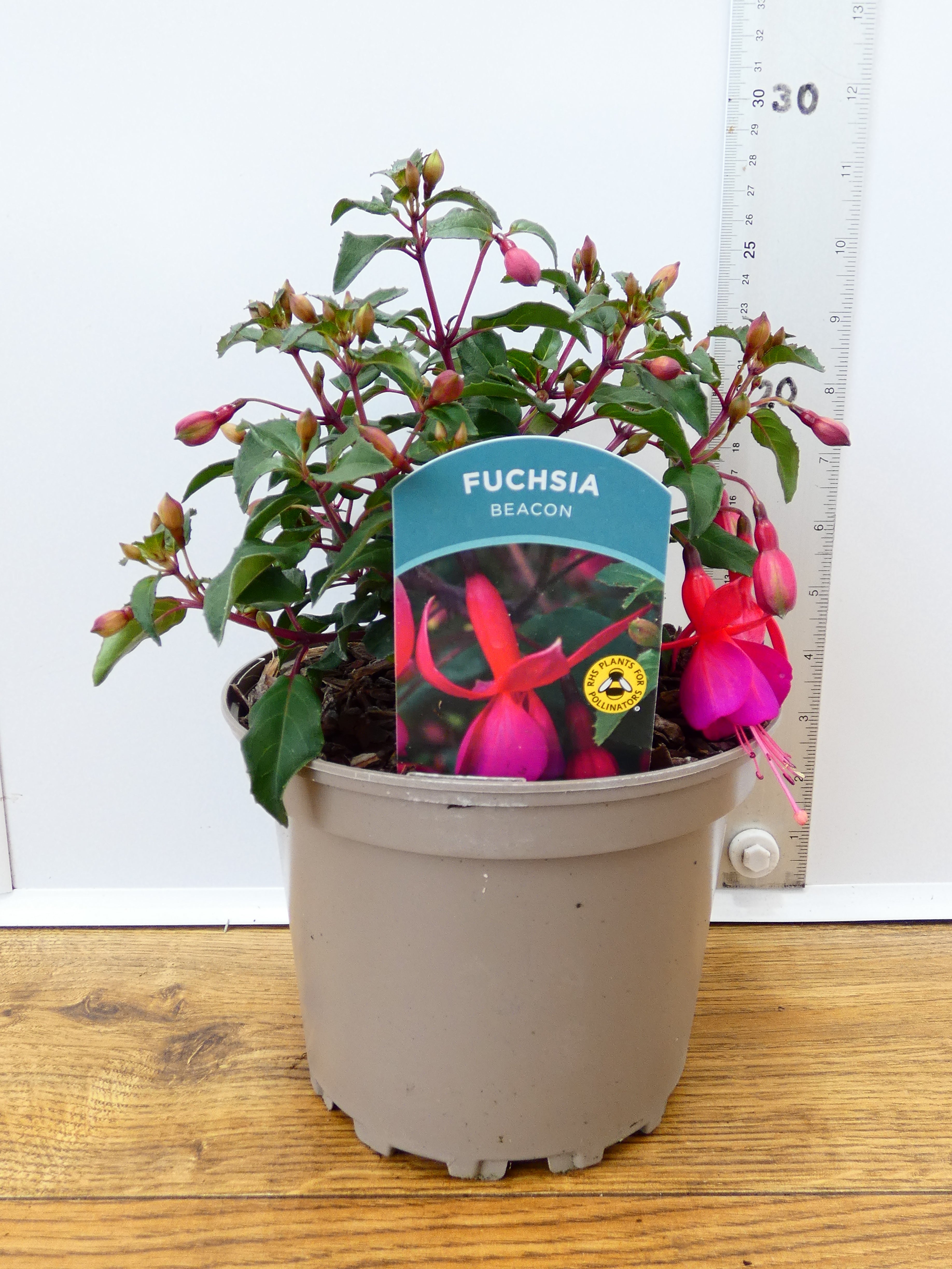 Fuchsia Hardy 'Beacon' (2ltr)