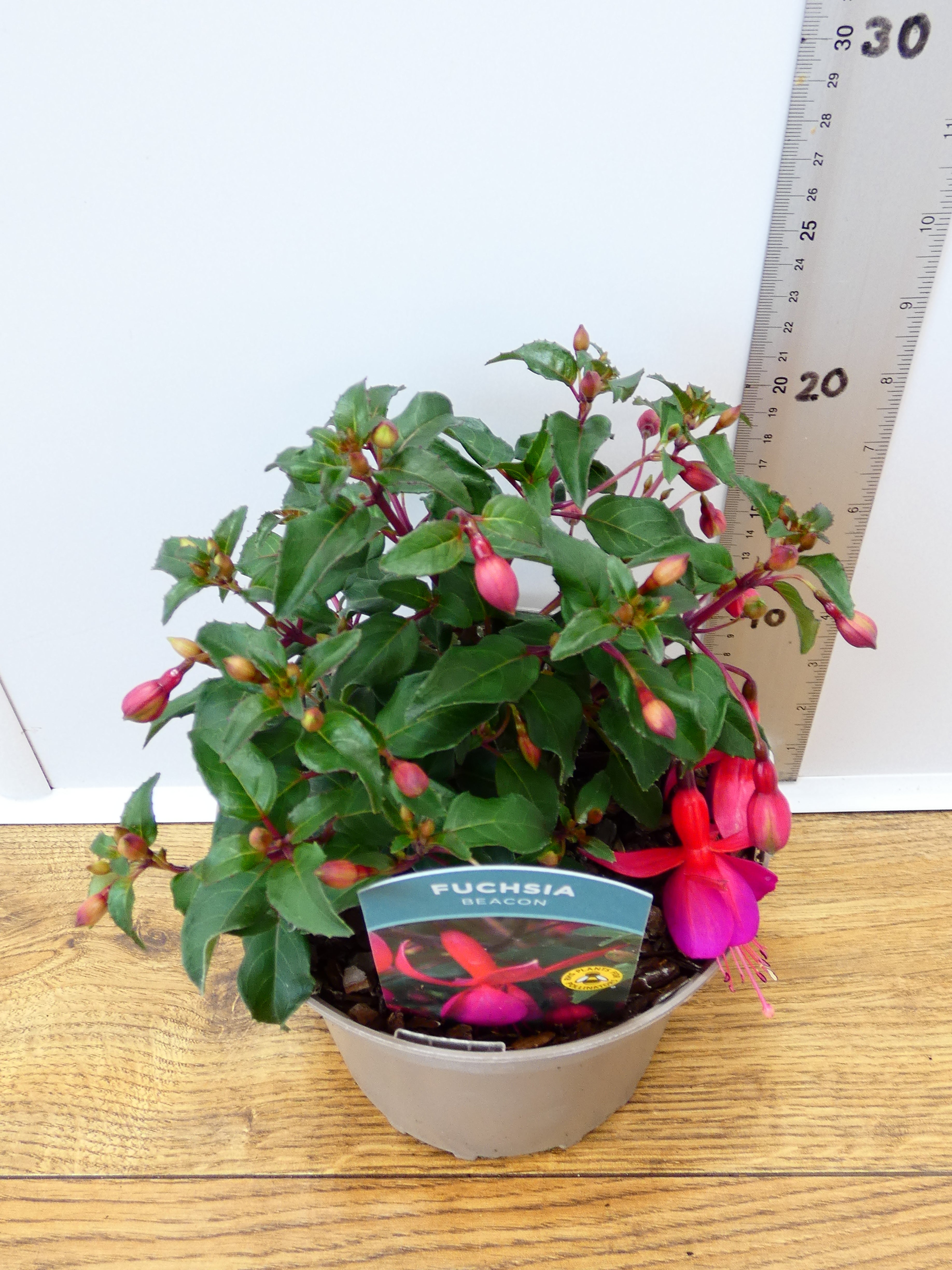 Fuchsia Hardy 'Beacon' (2ltr)