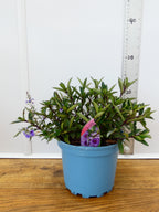 Parahebe 'Blue Avalanche' (2ltr)