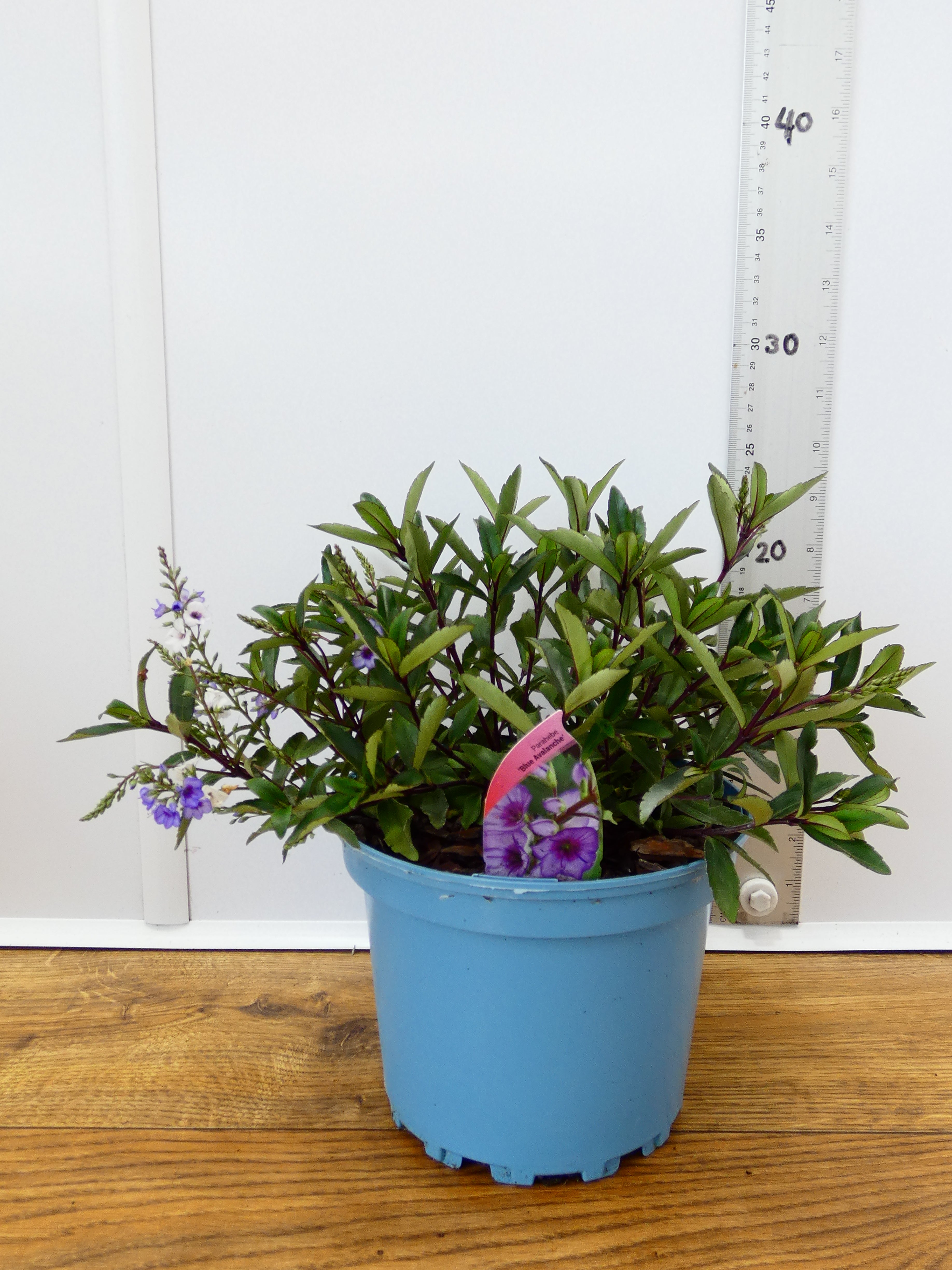 Parahebe 'Blue Avalanche' (2ltr)