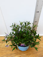 Parahebe 'Blue Avalanche' (2ltr)