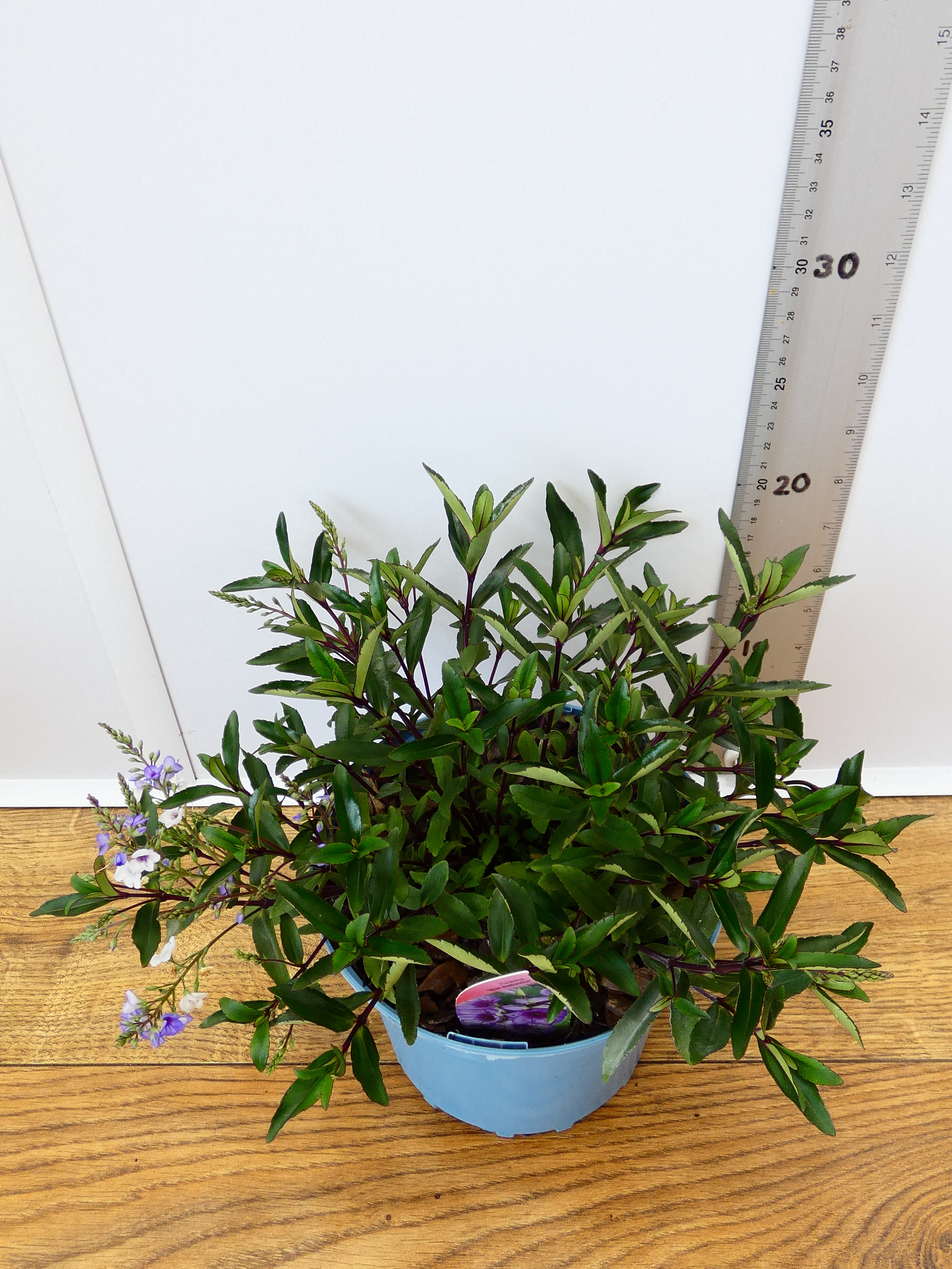 Parahebe 'Blue Avalanche' (2ltr)