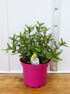 Parahebe 'Pink Avalanche' (2ltr)