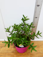 Parahebe 'Pink Avalanche' (2ltr)