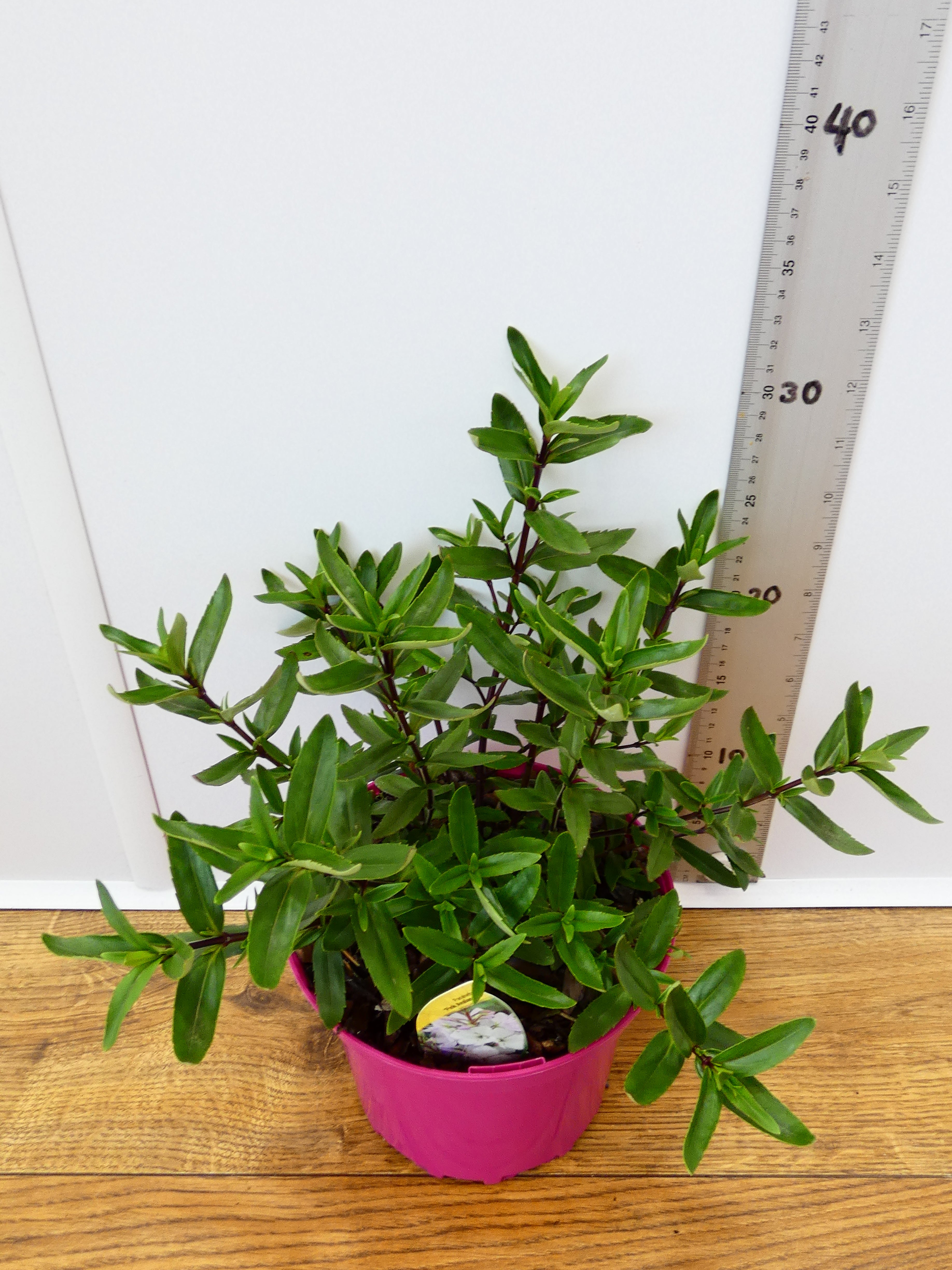 Parahebe 'Pink Avalanche' (2ltr)