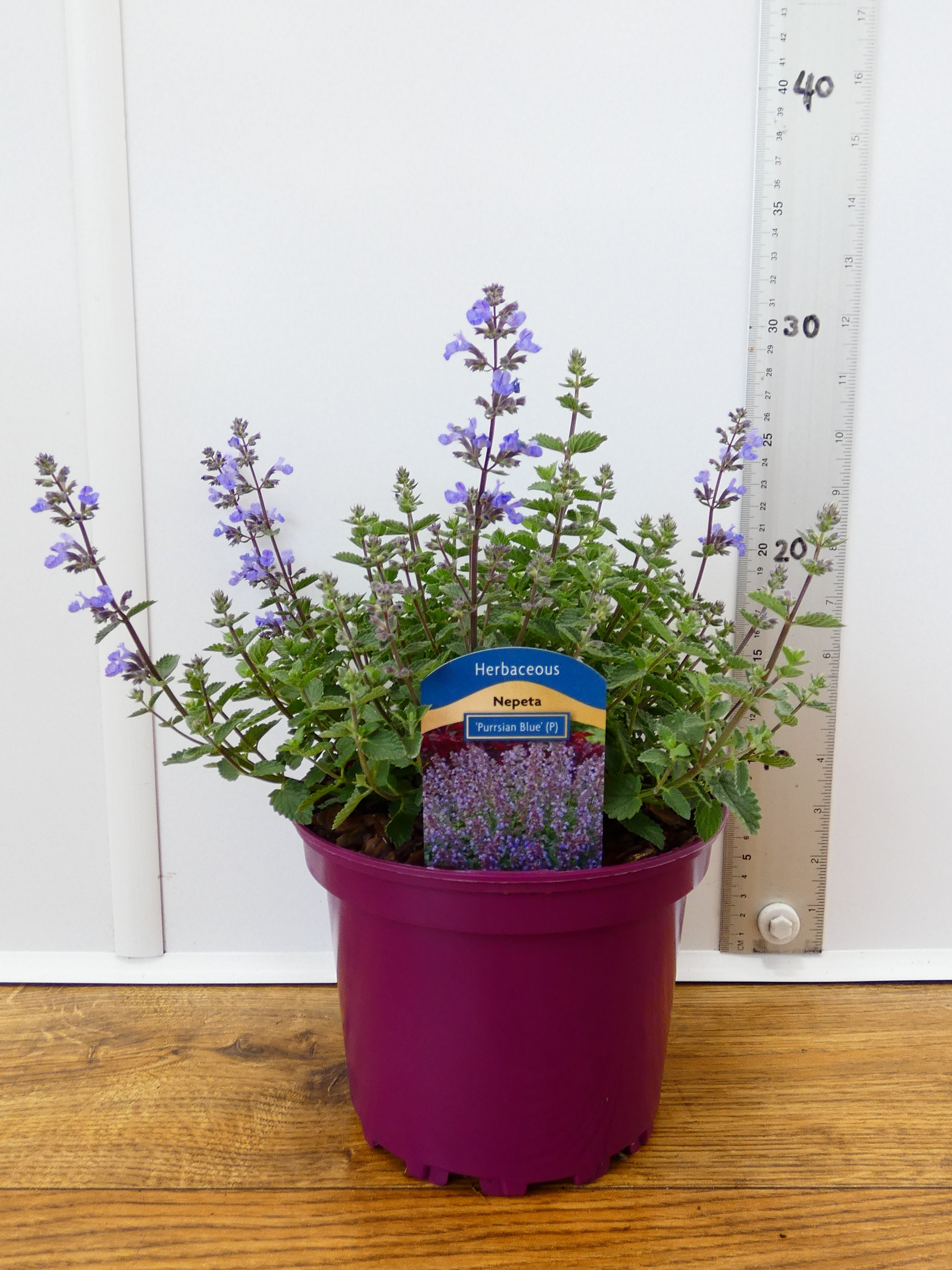 Nepeta 'Purrsian Blue' (2ltr)
