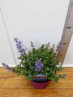 Nepeta 'Purrsian Blue' (2ltr)