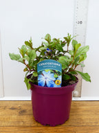 Ceratostigma 'Gentain Blue' (2ltr)