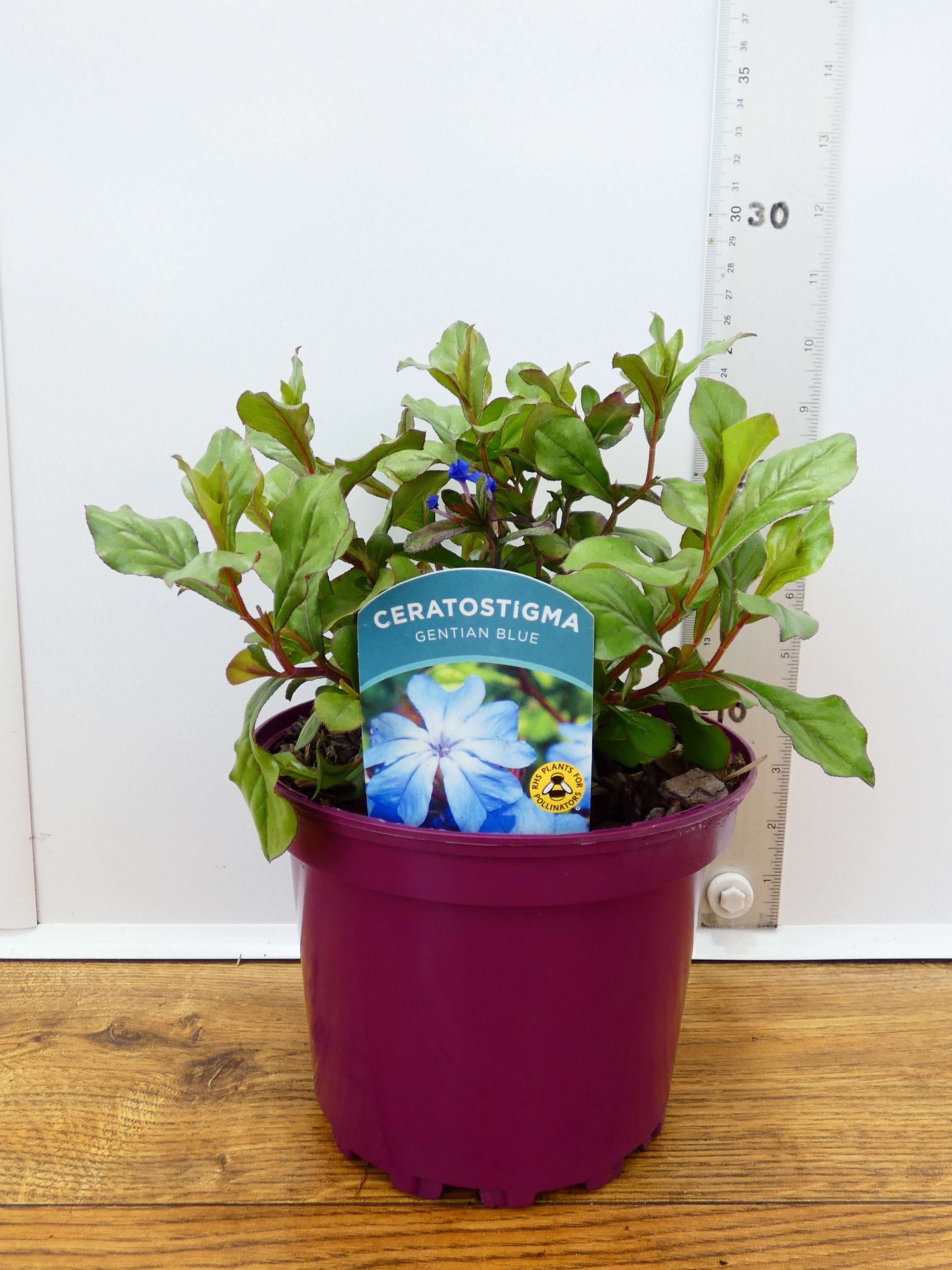 Ceratostigma 'Gentain Blue' (2ltr)