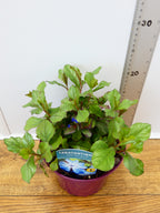 Ceratostigma 'Gentain Blue' (2ltr)