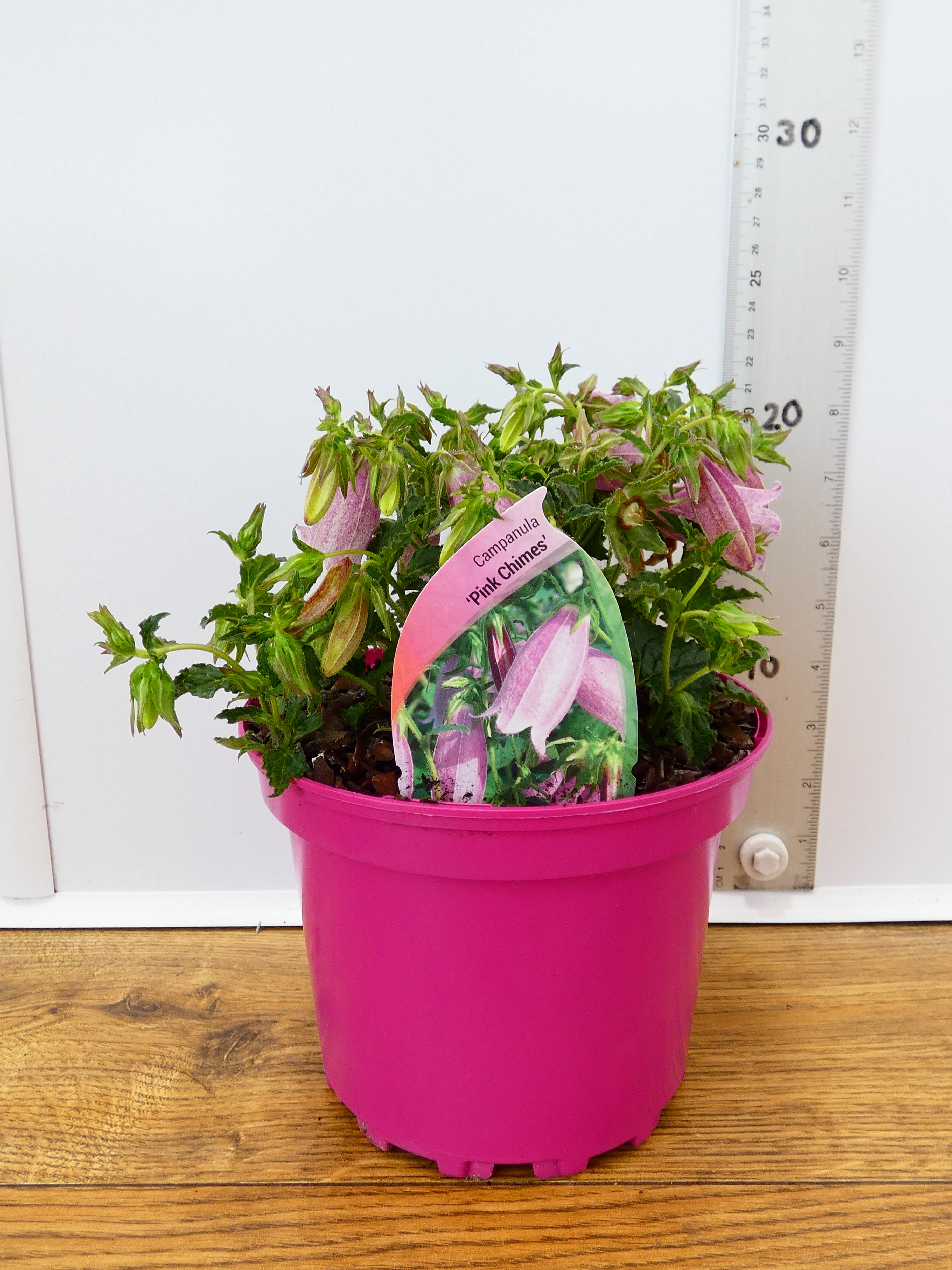 Campanula 'Pink Chimes' (2ltr)