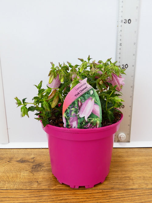 Campanula 'Pink Chimes' (2ltr)