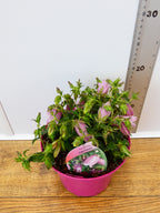 Campanula 'Pink Chimes' (2ltr)